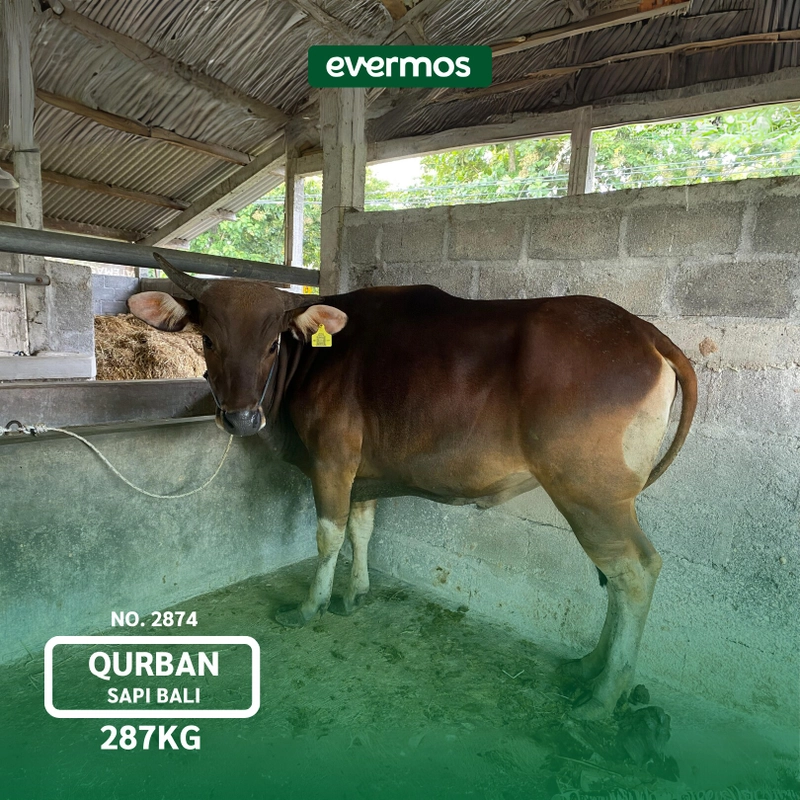 Product image Qurban Evermos DIY - Sapi Bali Bobot 287-308 all variant 2874 Sapi Bali 287 Kg