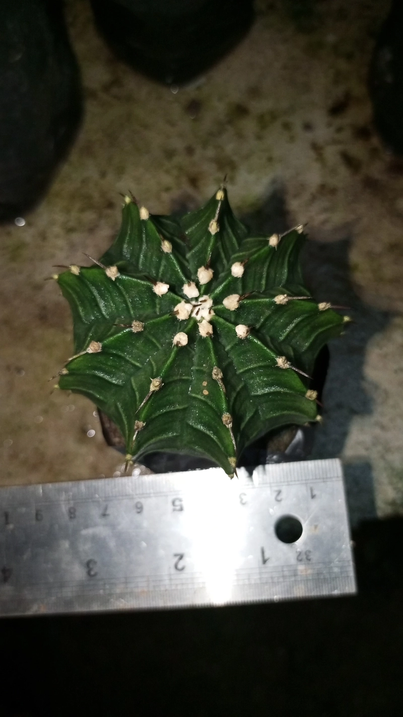 Product image TANDURAN CAM - Kaktus Gymnocalycium mihanovichii LB Hybrid dari biji diameter 7-8 cm 7-8 cm Hijau