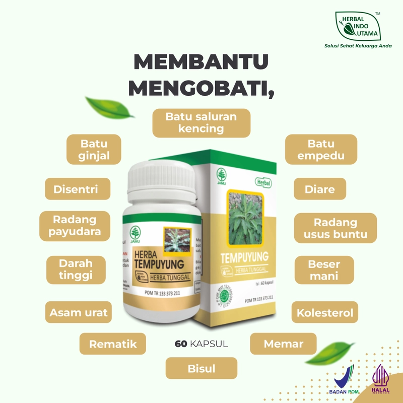 Product image Herbal Indo Utama - Herbal TEMPUYUNG Obat Batu Ginjal Saluran Kencing Herbal Indo Utama isi 60 Kaps 1 Botol 60 Kapsul TEMPUYUNG