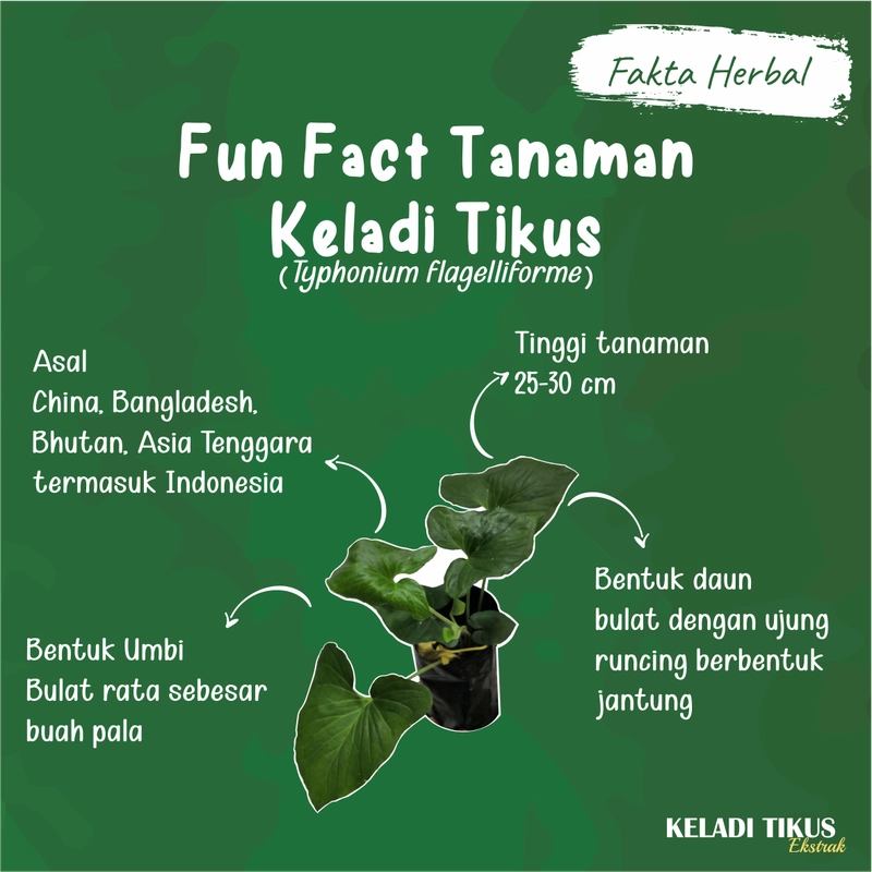 Product image KELADI TIKUS Kapsul Obat Kanker Herbal Benjolan Kista Miom Tiroid Pereda Nyeri Binasyifa Herbal 60 kapsul Herbal