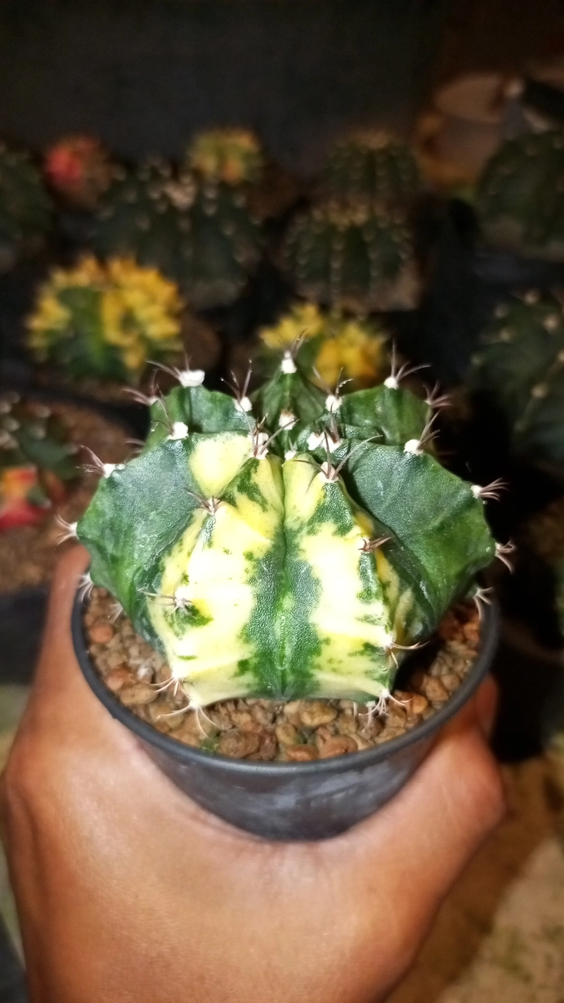 Product image TANDURAN CAM - Kaktus Gymnocalycium mihanovichii Hybrid variegata from seed 7-8 cm Variegata