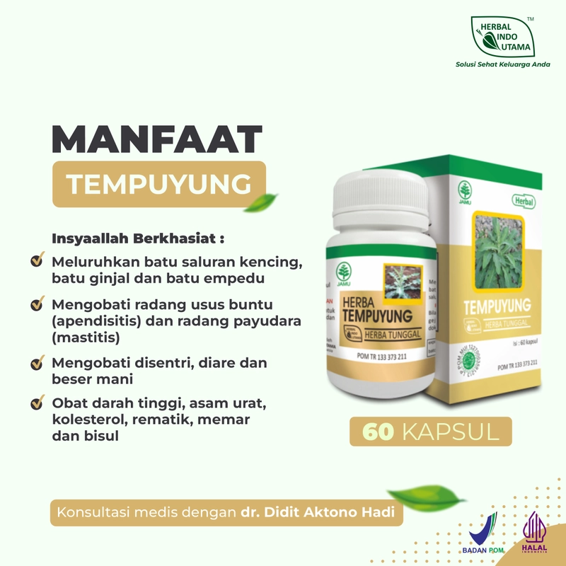 Product image Herbal Indo Utama - Herbal TEMPUYUNG Obat Batu Ginjal Saluran Kencing Herbal Indo Utama isi 60 Kaps 1 Botol 60 Kapsul TEMPUYUNG