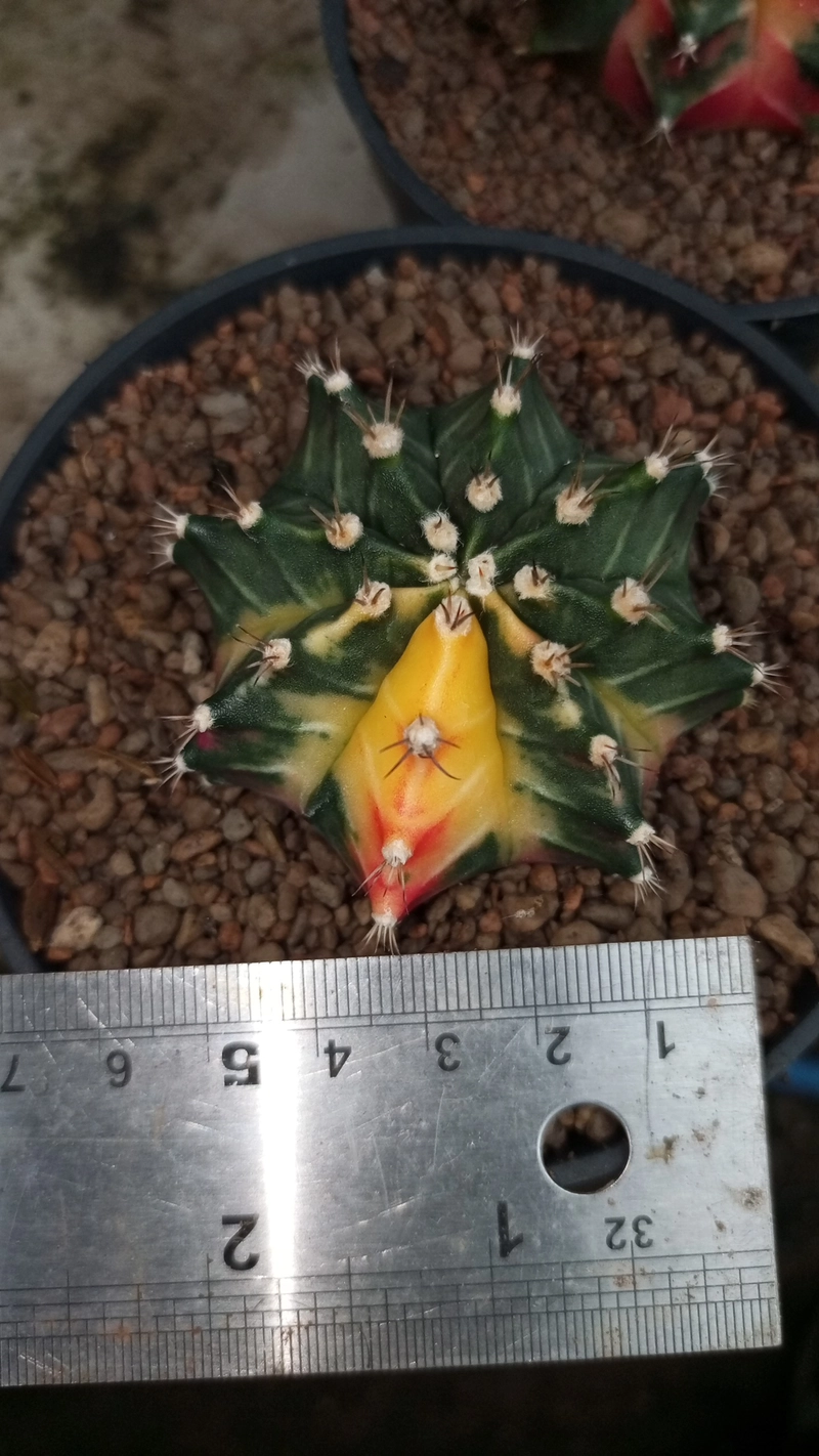 Product image TANDURAN CAM - Kaktus Gymnocalycium mihanovichii Hybrid variegata biji diameter 5 cm/Gymno Hyb var dim 5 cm Diameter 5 cm Pot 1