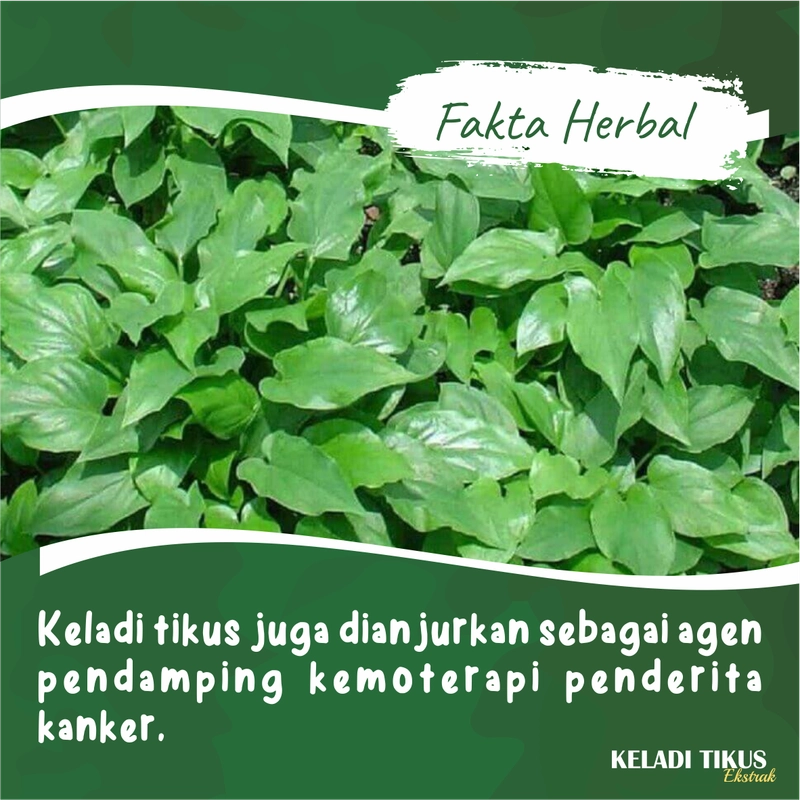 Product image KELADI TIKUS Kapsul Obat Kanker Herbal Benjolan Kista Miom Tiroid Pereda Nyeri Binasyifa Herbal 60 kapsul Herbal