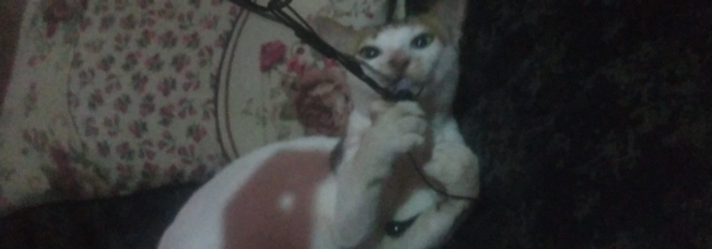 hamim.olsh.4a6's cover image