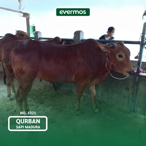 Qurban Evermos DIY - Sapi Madura 1021