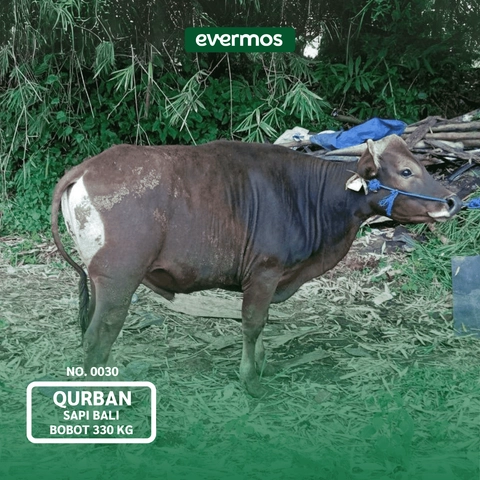 Qurban Evermos DIY - Sapi Bali Bobot 330-350