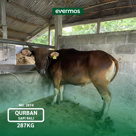 Qurban Evermos DIY - Sapi Bali Bobot 287-308
