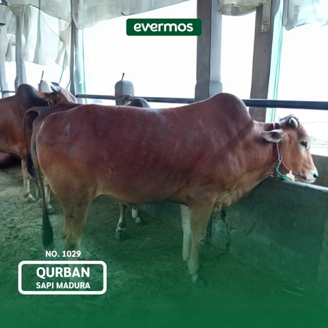 Qurban Evermos DIY - Sapi Madura 1029