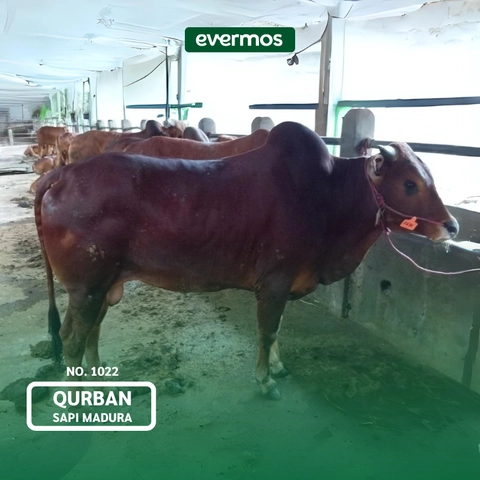 Qurban Evermos Jatim - Sapi Madura 1022