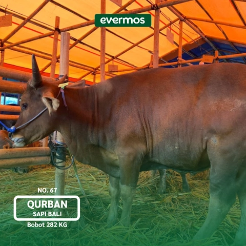 Qurban Evermos Jatim - Sapi Bali Bobot 282-340Kg