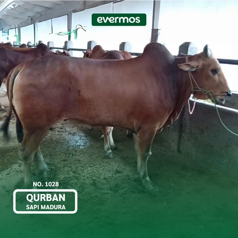 Qurban Evermos Jatim - Sapi Madura 1028