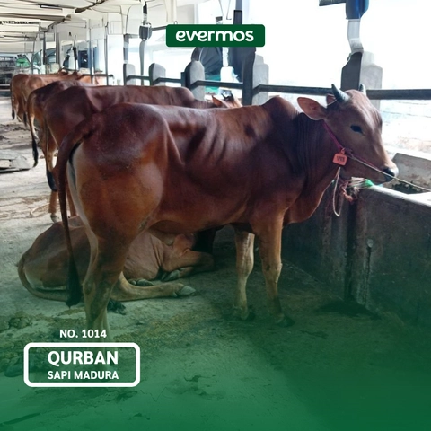 Qurban Evermos Jatim - Sapi Madura 1014