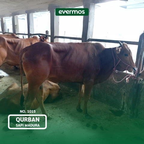 Qurban Evermos Jatim - Sapi Madura 1015