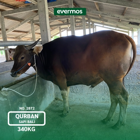 Qurban Evermos Jatim - Sapi Bali Bobot 340-348