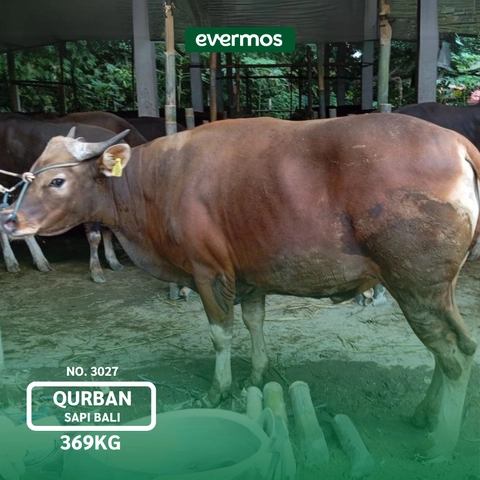Qurban Evermos Jatim - Sapi Bali Bobot 369-450