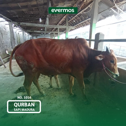 Qurban Evermos Jatim - Sapi Madura 1016