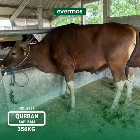 Qurban Evermos Jatim - Sapi Bali Bobot 356-369