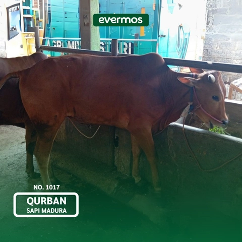 Qurban Evermos Jatim - Sapi Madura 1017