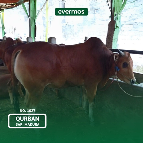 Qurban Evermos Jawa Tengah - Sapi Madura 1027