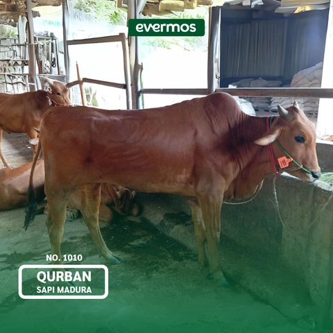Qurban Evermos Jawa Tengah - Sapi Madura 1010