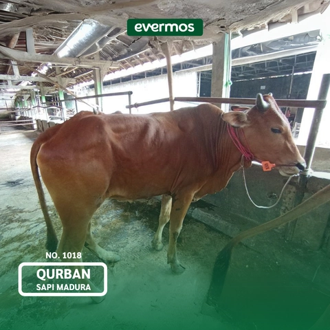 Qurban Evermos Jawa Tengah - Sapi Madura 1018