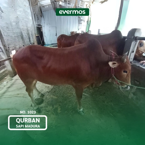 Qurban Evermos Jawa Tengah - Sapi Madura 1023