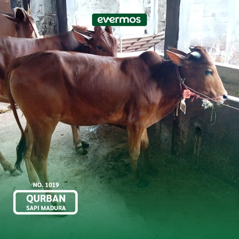 Qurban Evermos Jawa Tengah - Sapi Madura 1019