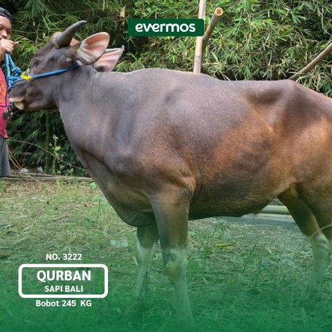 Qurban Evermos Jawa Tengah - Sapi Bali Bobot 245-338 Kg