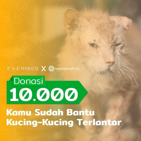 Dengan Minimal Rp 10.000, Kamu Sudah Membantu Kucing-Kucing Yang Terlantar