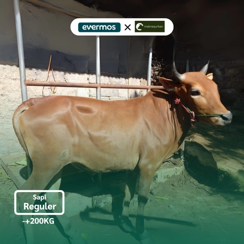 Makna Qurban - [Jawa] Qurban Antar Sapi Madura Regular 2025 [+-200 KG]
