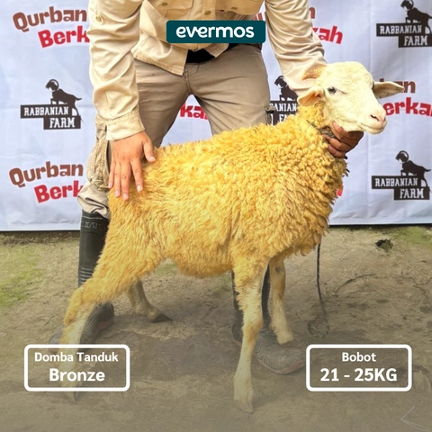 Rabbanian Farm - Qurban Antar Domba Tanduk Bronze 21-25 KG