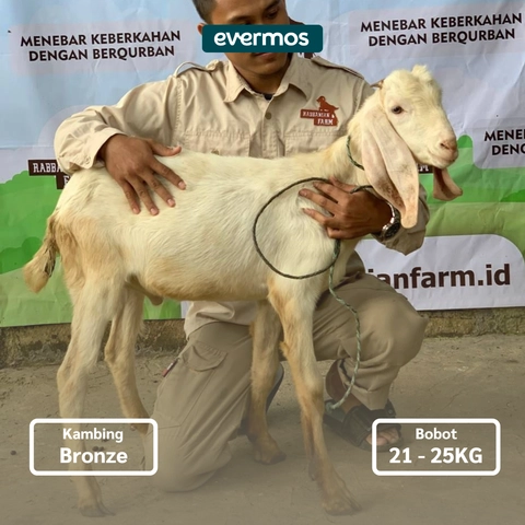 Rabbanian Farm - Qurban Antar Kambing Jawa Bronze 21-25 KG