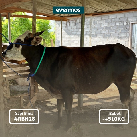 Rabbanian Farm - Qurban Antar Sapi Bima 510 KG