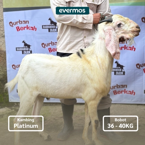 Rabbanian Farm - Qurban Antar Kambing Jawa Platinum 36-40 KG