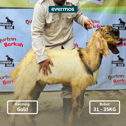Rabbanian Farm - Qurban Antar Kambing Jawa Gold 31-35 KG