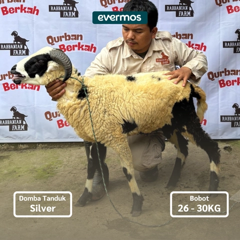 Rabbanian Farm - Qurban Antar Domba Tanduk Silver 26-30 KG