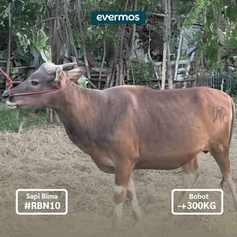 Rabbanian Farm - Qurban Antar Sapi Bima 300 KG
