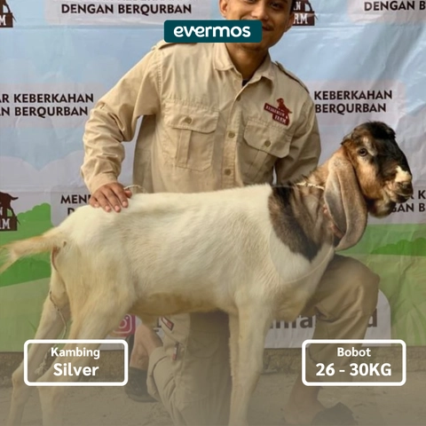 Rabbanian Farm - Qurban Antar Kambing Jawa Silver 26-30 KG