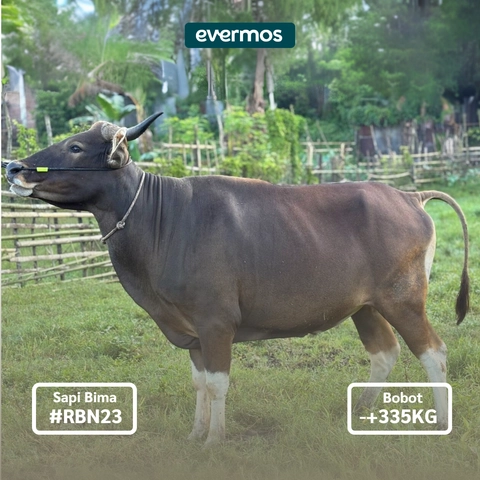 Rabbanian Farm - Qurban Antar Sapi Bima 335 KG