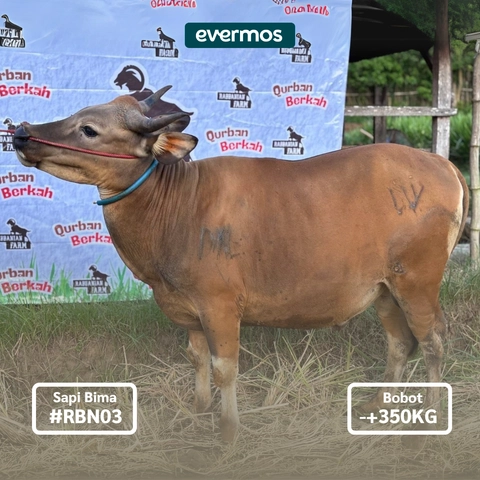 Rabbanian Farm - Qurban Antar Sapi Bima 350 KG