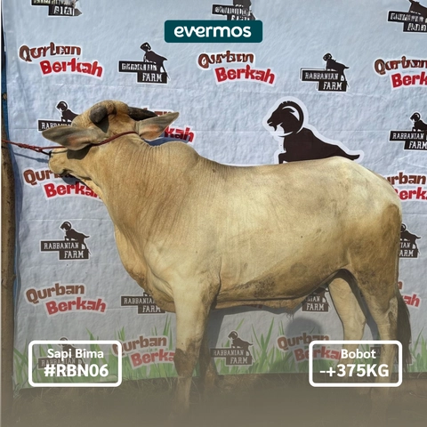 Rabbanian Farm - Qurban Antar Sapi Bima 375 KG