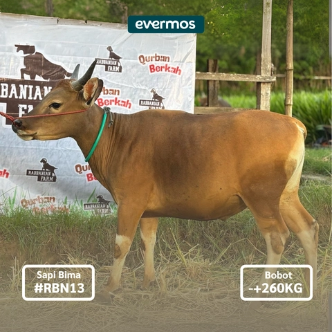 Rabbanian Farm - Qurban Antar Sapi Bima 260 KG