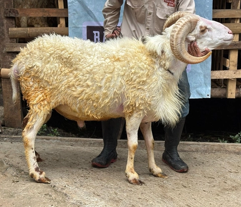Rabbanian Farm - Qurban Antar Domba Tanduk Super Platinum 65 KG