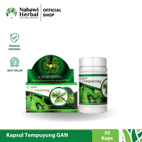 NABAWI HERBAL - Kapsul Daun Tempuyung Griya An Nur Isi 50 Kapsul