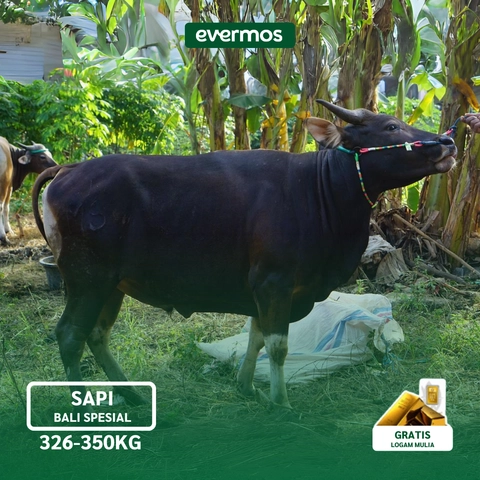 Qurban Evermos Jabodetabek-Jabar - [218-Pelunasan] Sapi B2B Bali Spesial 326-350 Kg