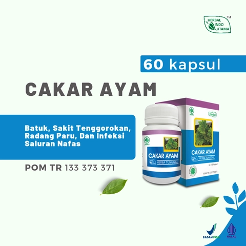 Herbal Indo Utama - CAKAR AYAM Mengobati radang paru dan infeksi saluran pernafasan 60 kapsul