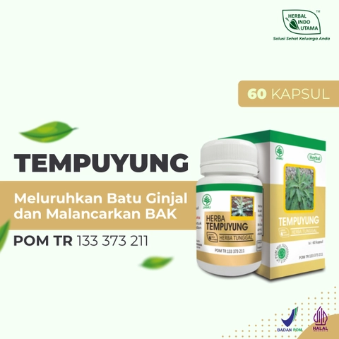 Herbal Indo Utama - Herbal TEMPUYUNG Obat Batu Ginjal Saluran Kencing Herbal Indo Utama isi 60 Kaps