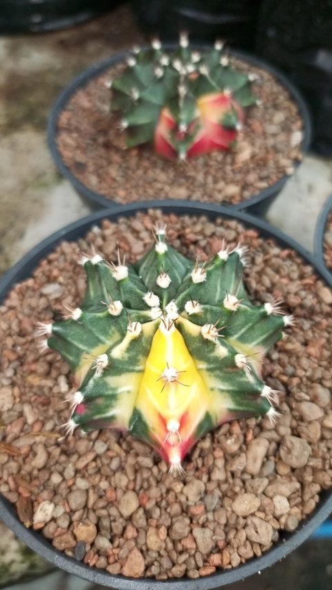 TANDURAN CAM - Kaktus Gymnocalycium mihanovichii Hybrid variegata biji diameter 5 cm/Gymno Hyb var dim 5 cm