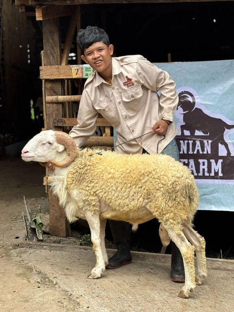 Rabbanian Farm - Qurban Antar Domba Tanduk Super Platinum 50 KG